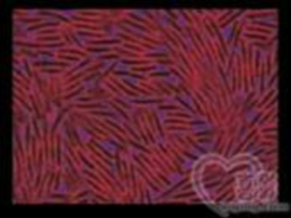 教科小学科学六下《1.7、用显微镜观察身边的生命世界（三）》PPT课件4_05.png