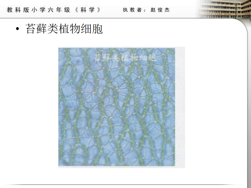 教科小学科学六下《1.6、用显微镜观察身边的生命世界（二）》PPT课件2_07.png