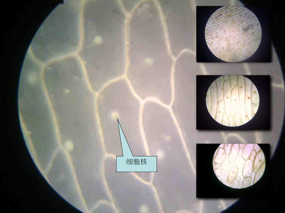教科小学科学六下《1.5、用显微镜观察身边的生命世界（一）》PPT课件3_06.png