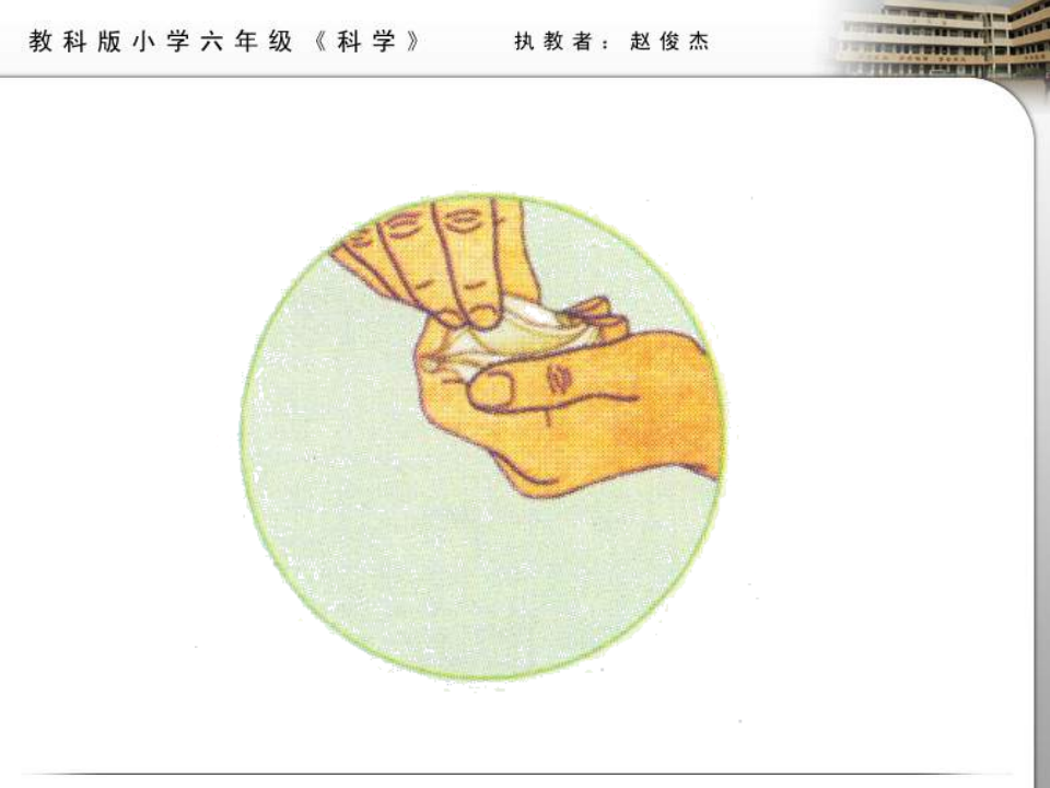 教科小学科学六下《1.5、用显微镜观察身边的生命世界（一）》PPT课件2_07.png