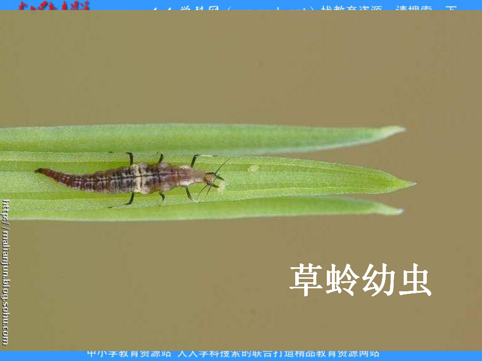 教科小学科学六下《1.2、放大镜下的昆虫世界》PPT课件2_19.png
