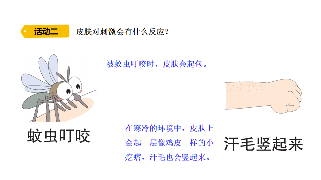 1.5 触觉    课件共15张PPT_05.png