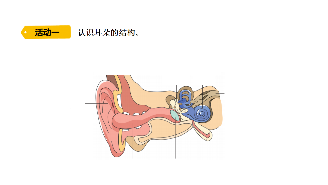 1.3 听觉    课件 共15张PPT_03.png
