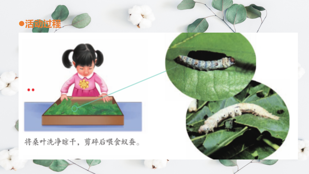 15.《养蚕》教学课件_09.png