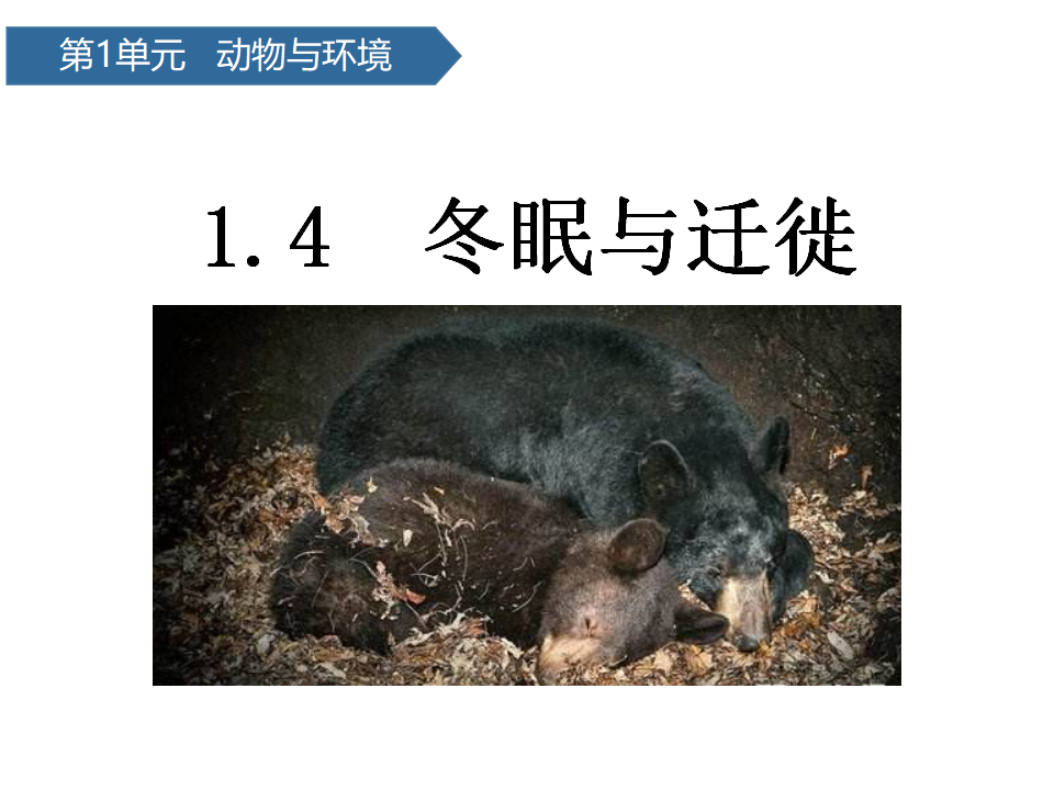 第4课 冬眠与迁徙 课件 共11张ppt_01.png