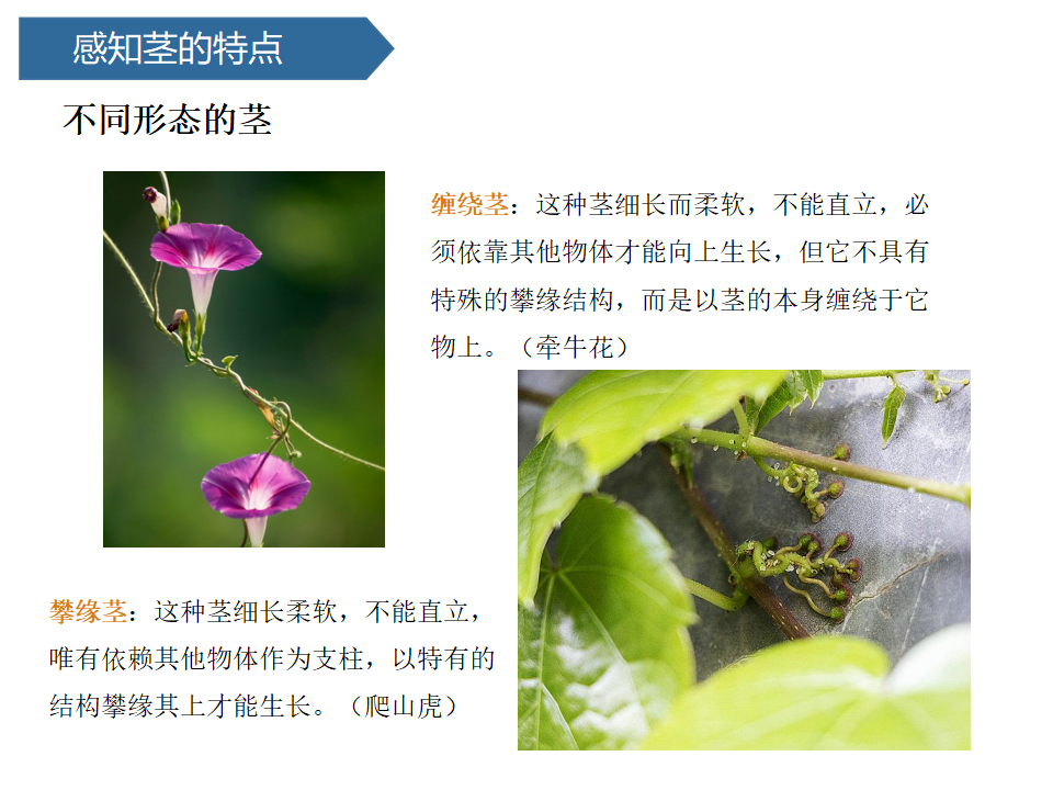 第7课 植物的茎 课件 共15张ppt_05.png