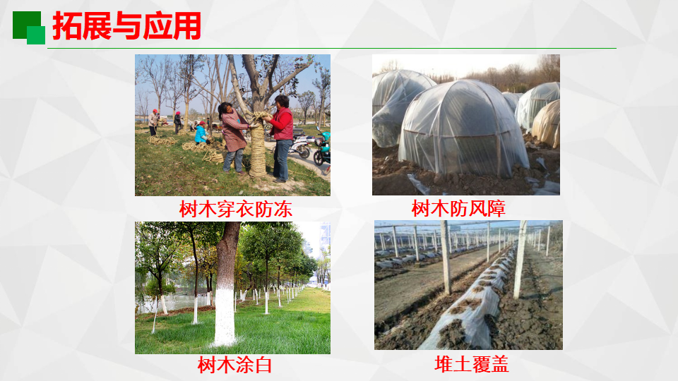 二年级下册科学课件-9.天气与动植物  青岛版（六年制）_14.png