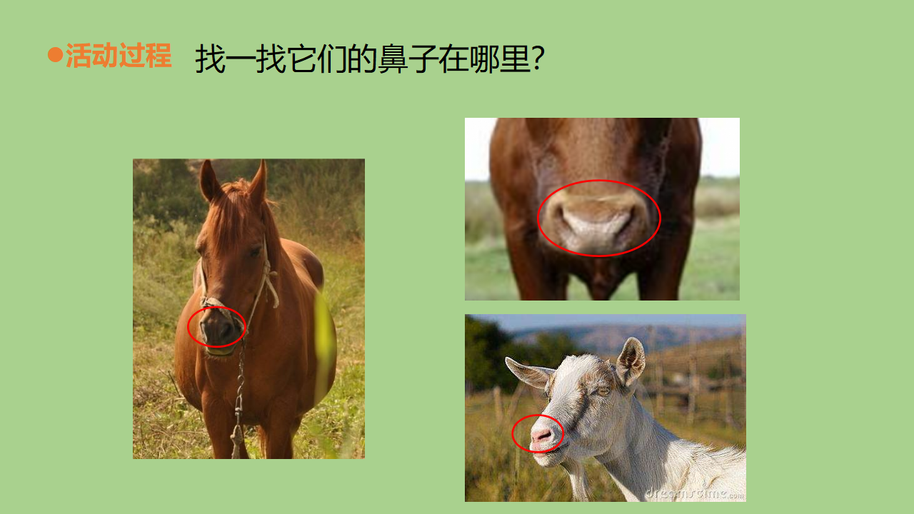 二年级下册科学课件 -13.《动物的鼻子》   青岛版共20张PPT_04.png