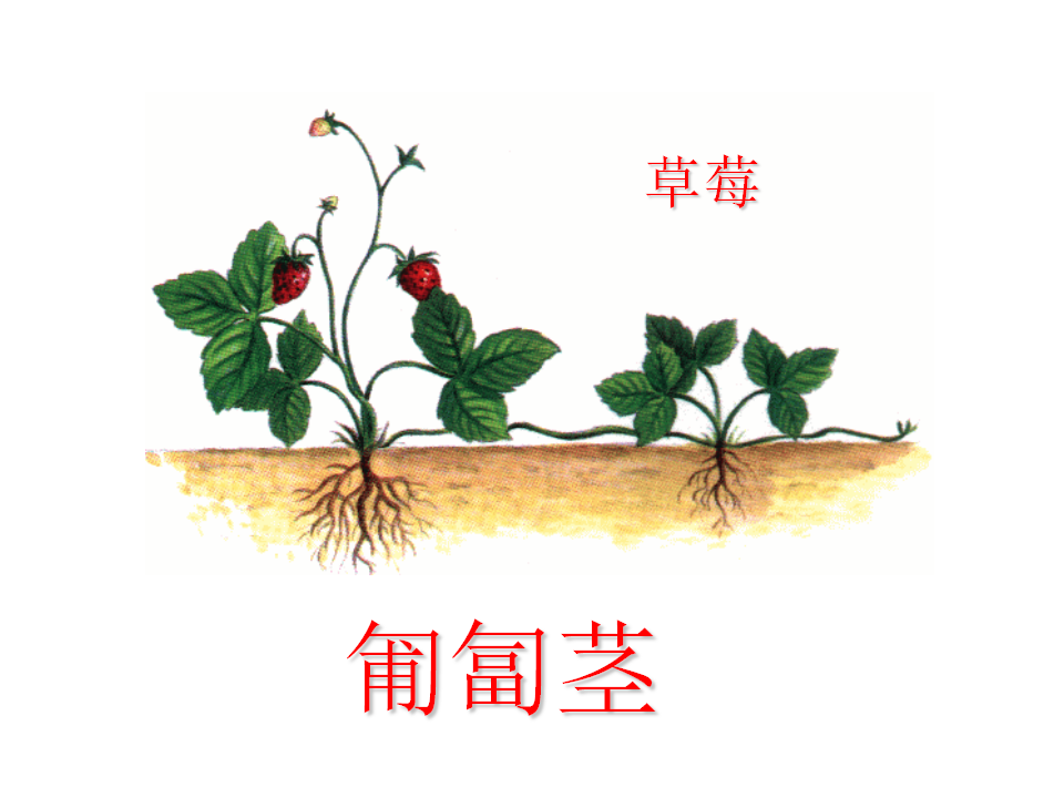 科学一年级下青岛版3.11看茎认植物课件（26张ppt）_22.png