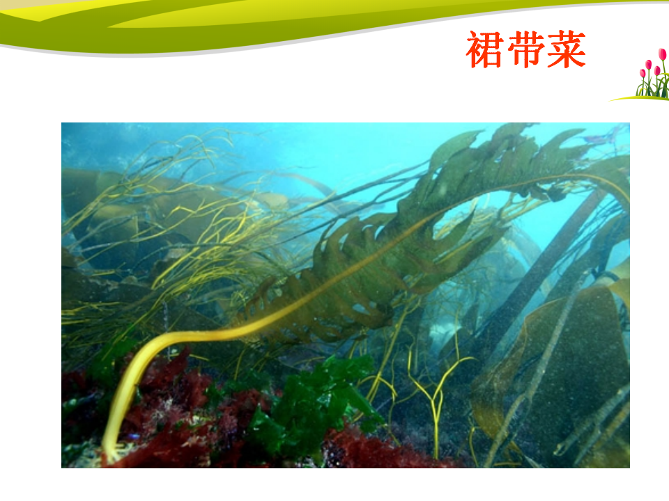 青岛版科学三上 5 植物的“身体” 课件（19张ppt）_15.png