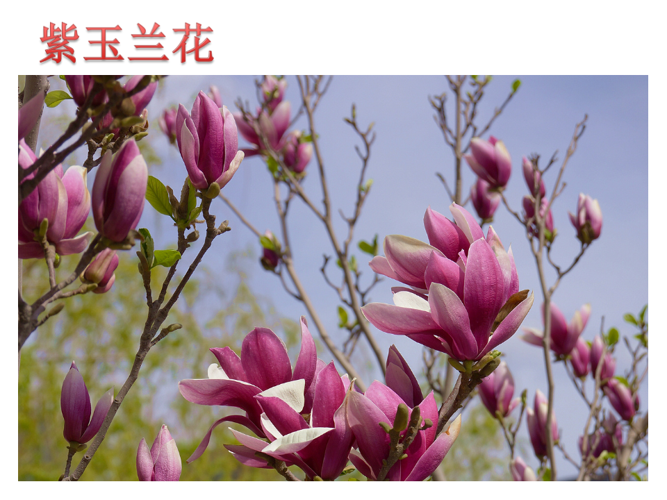 青岛版科学一下第9课 看花认植物 课件_09.png