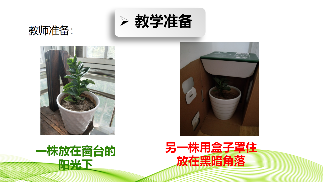 青岛版二年级上册科学3.10植物和阳光PPT课件_12.png