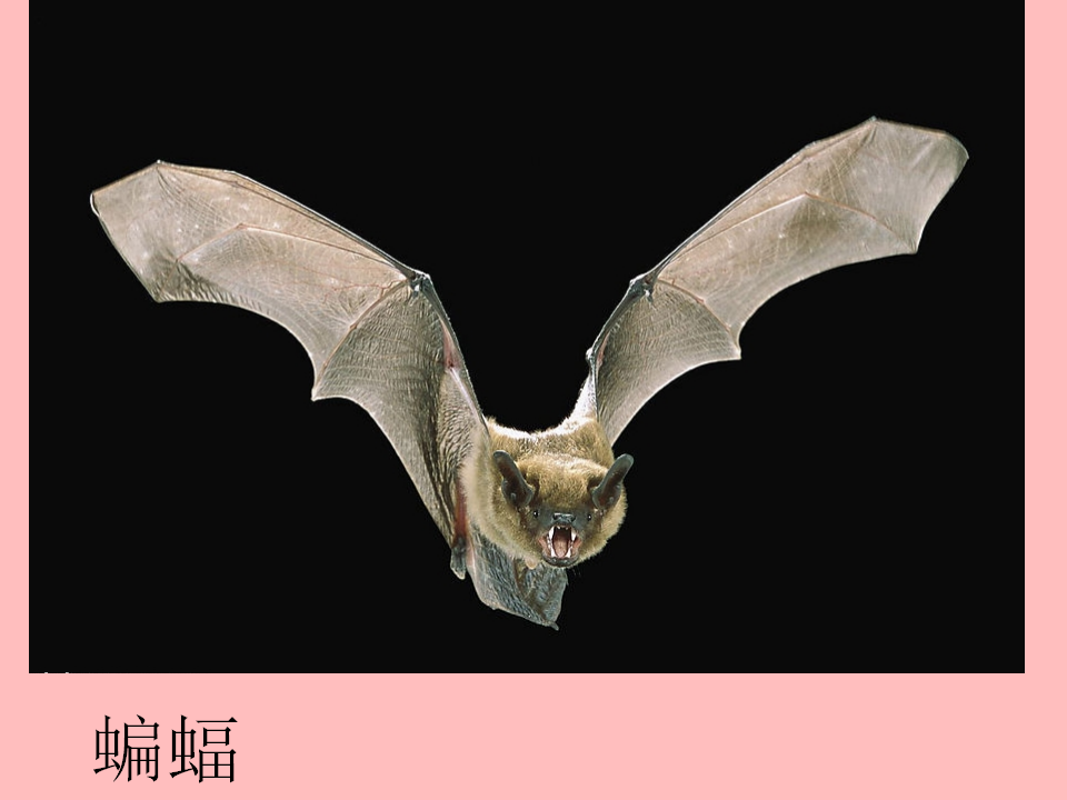 青岛版一年级科学下册2.6动物的运动PPT课件_11.png