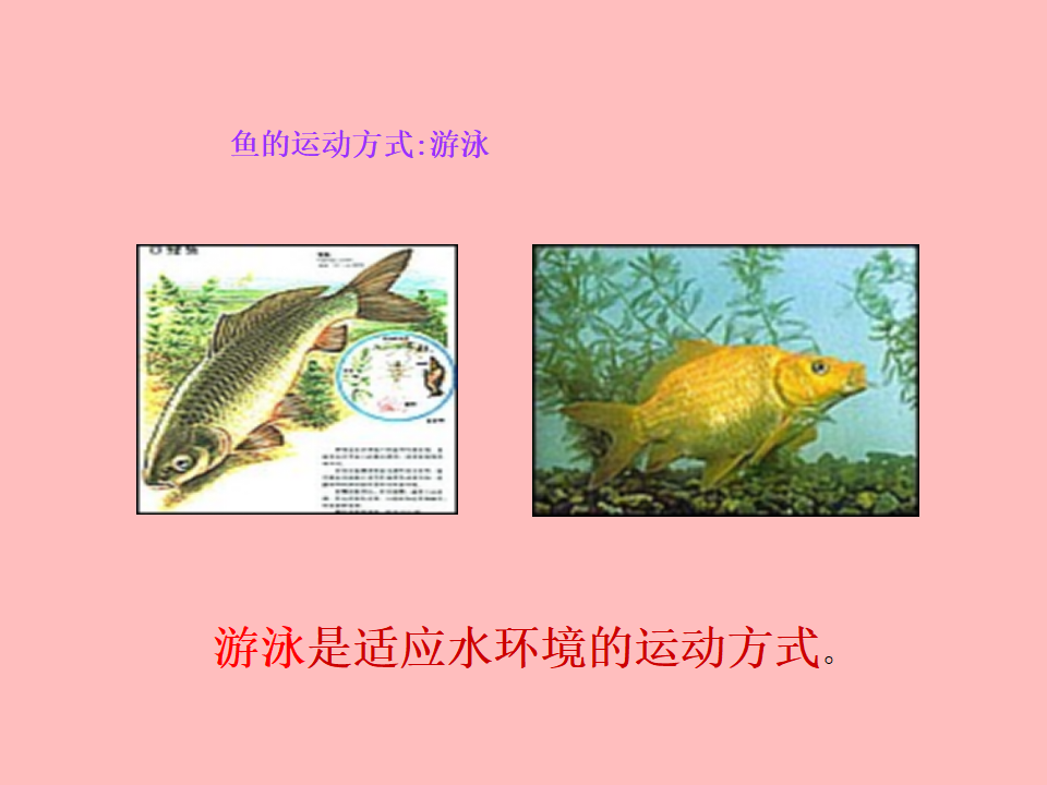 青岛版一年级科学下册2.6动物的运动PPT课件_19.png