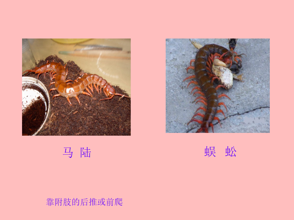 青岛版一年级科学下册2.6动物的运动PPT课件_23.png