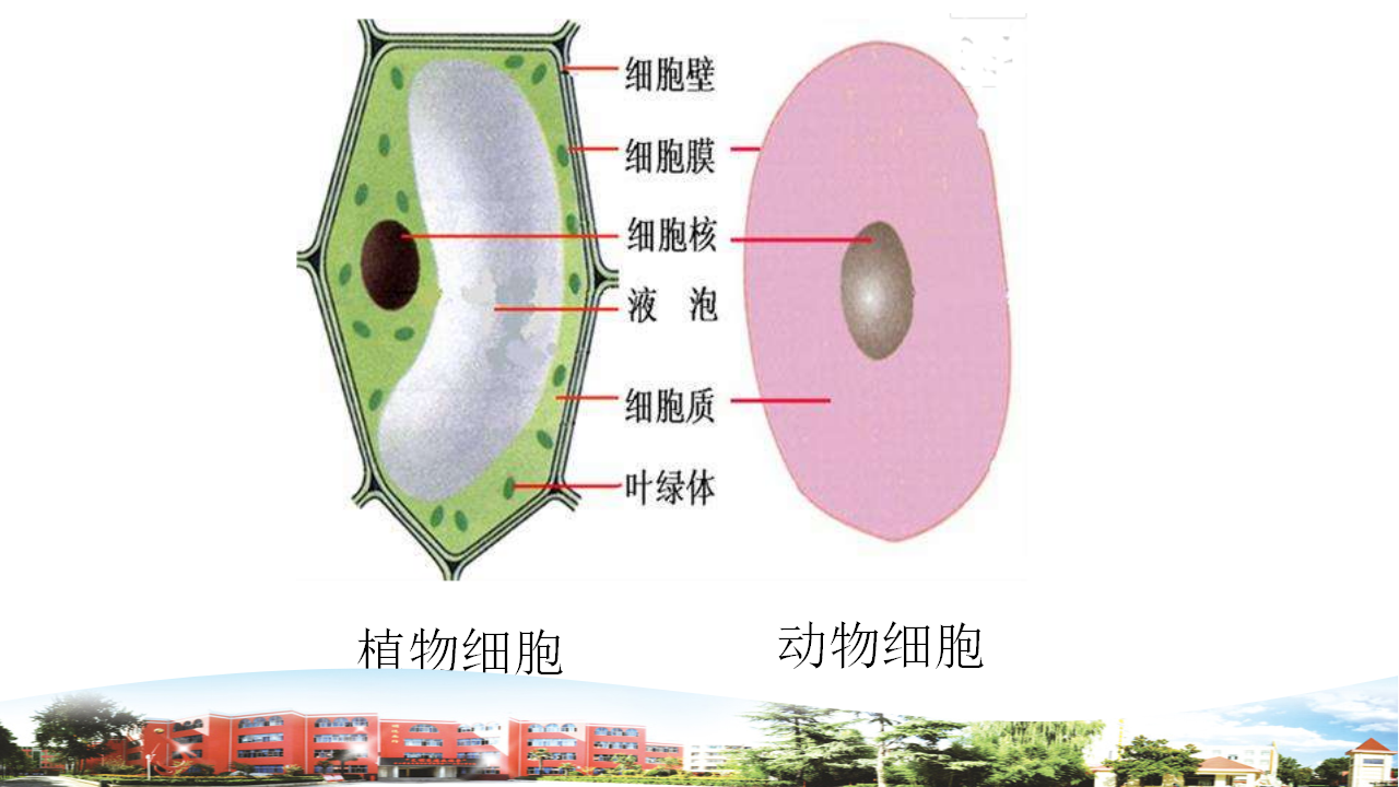 新青岛版六年级上册 1.1 细胞 课件（19张PPT）_16.png