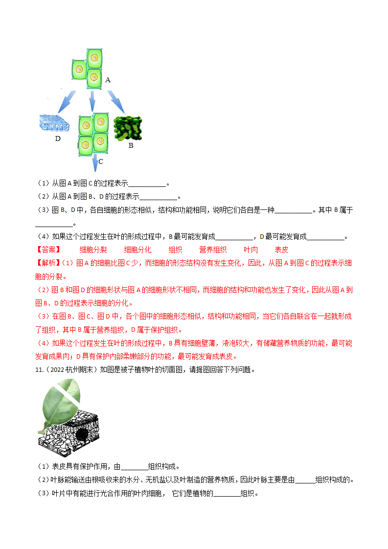 第08讲 《生物体的结构层次》（分层练习）-（浙教版）（解析版）0161_14.png