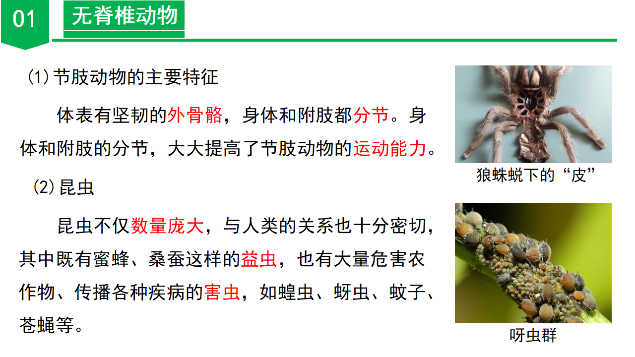 2.3 多姿多彩的动物（第1课时）（教学课件）-（浙教版）0029_21.png