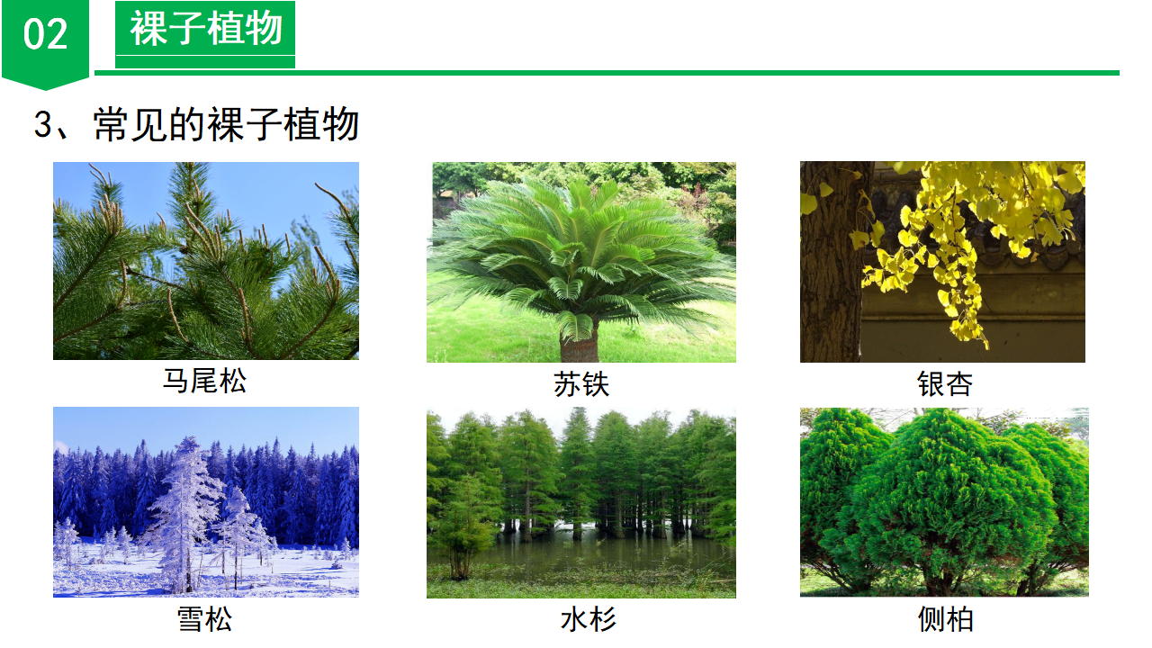 2.2 形形色色的植物（第2课时）（教学课件）-（浙教版）0028_12.png