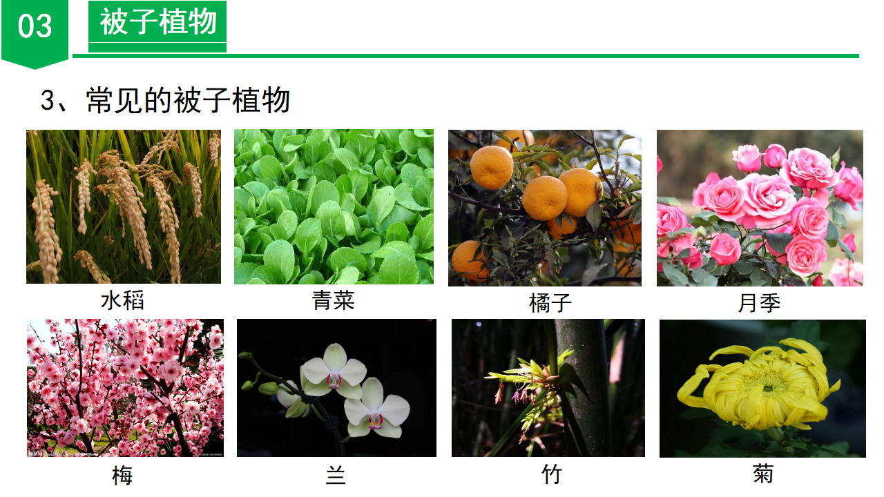 2.2 形形色色的植物（第2课时）（教学课件）-（浙教版）0028_21.png