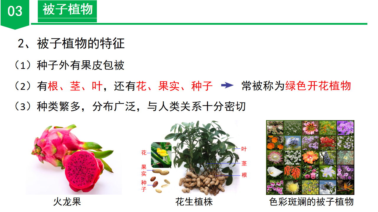 2.2 形形色色的植物（第2课时）（教学课件）-（浙教版）0028_20.png