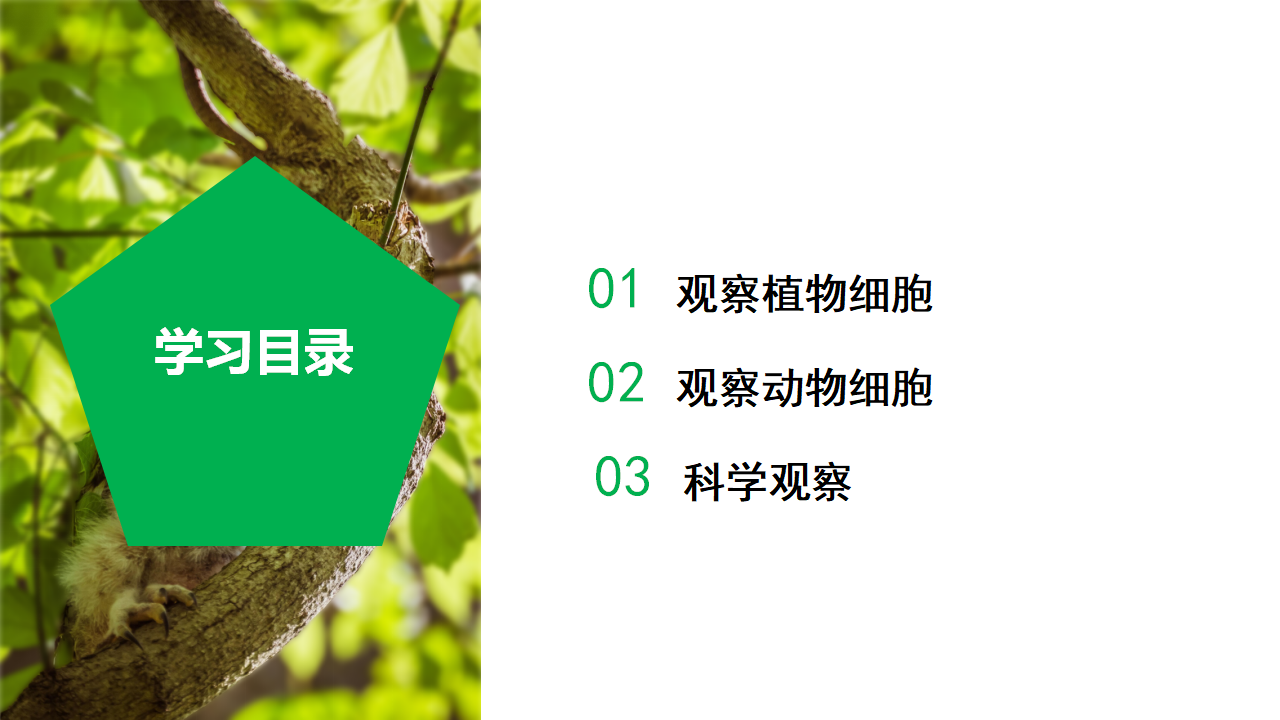 2.1 生物体的基本单位（第3课时）（教学课件）-（浙教版）0032_02.png