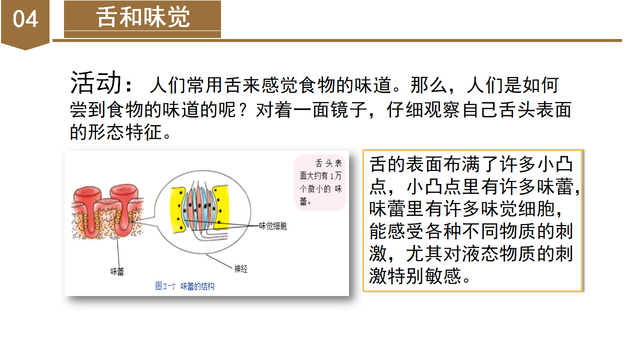 2.1 感觉世界（教学课件）-（浙教版）0138_22.png