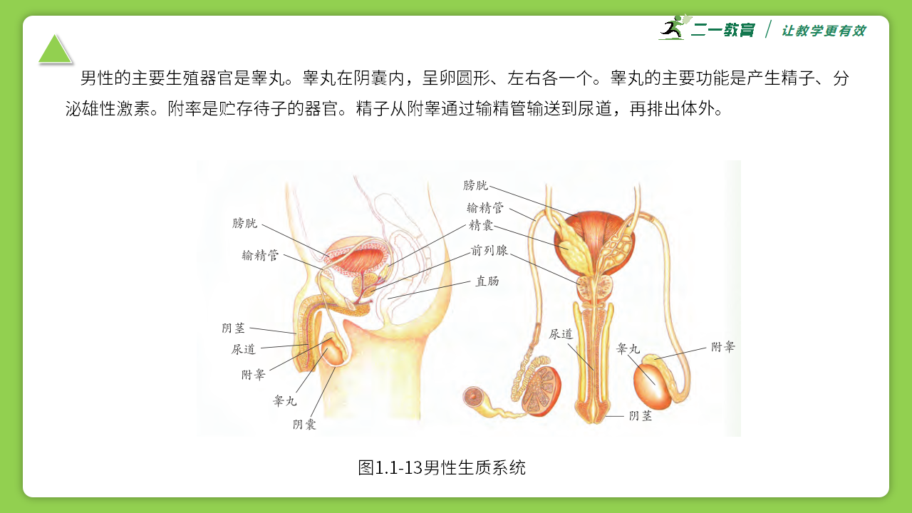 1.1.3 动物体的结构层次--浙教版七年级下册（2024版）科学同步课件（26页ppt）0236_15.png