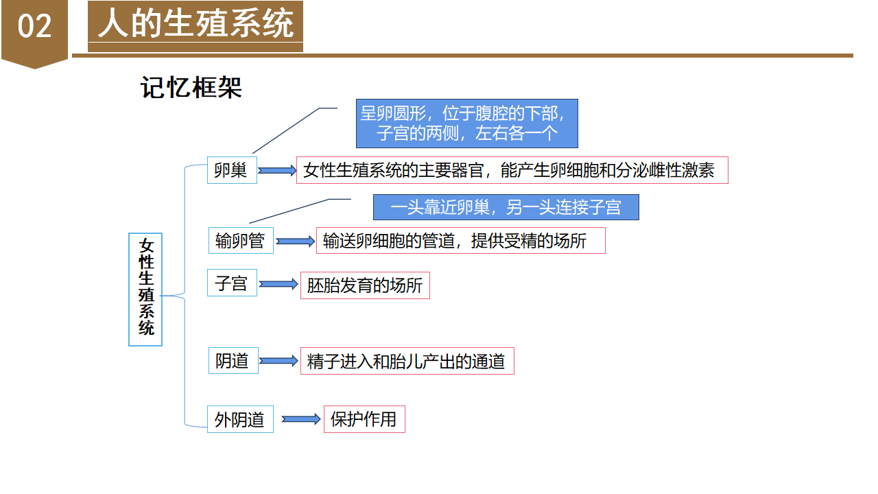 1.1 新生命的诞生（教学课件）-（浙教版）0137_20.png