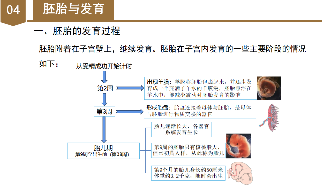 1.1 新生命的诞生（教学课件）-（浙教版）0137_31.png