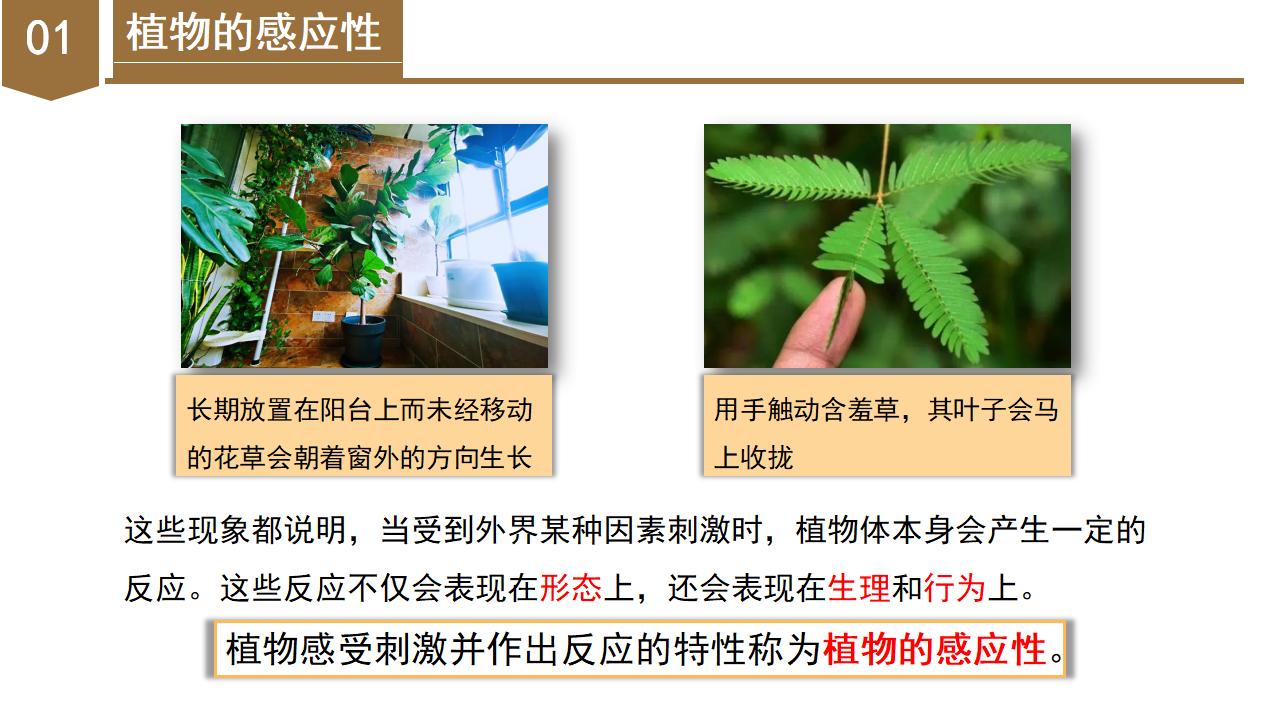 3.1 植物生命活动的调节（第1课时）（教学课件）-（浙教版）0215_06.png