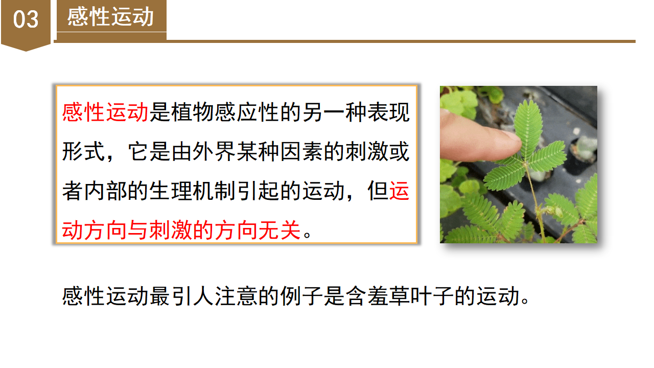 3.1 植物生命活动的调节（第1课时）（教学课件）-（浙教版）0215_26.png