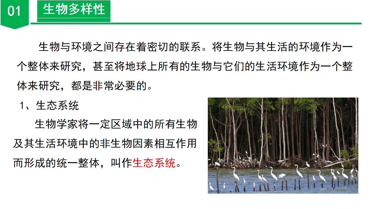 2.5 生物的多样性（第2课时）（教学课件）-（浙教版）0026_06.png