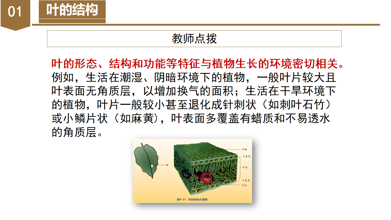 4.5 植物的叶与蒸腾作用（教学课件）-（浙教版）0159_07.png