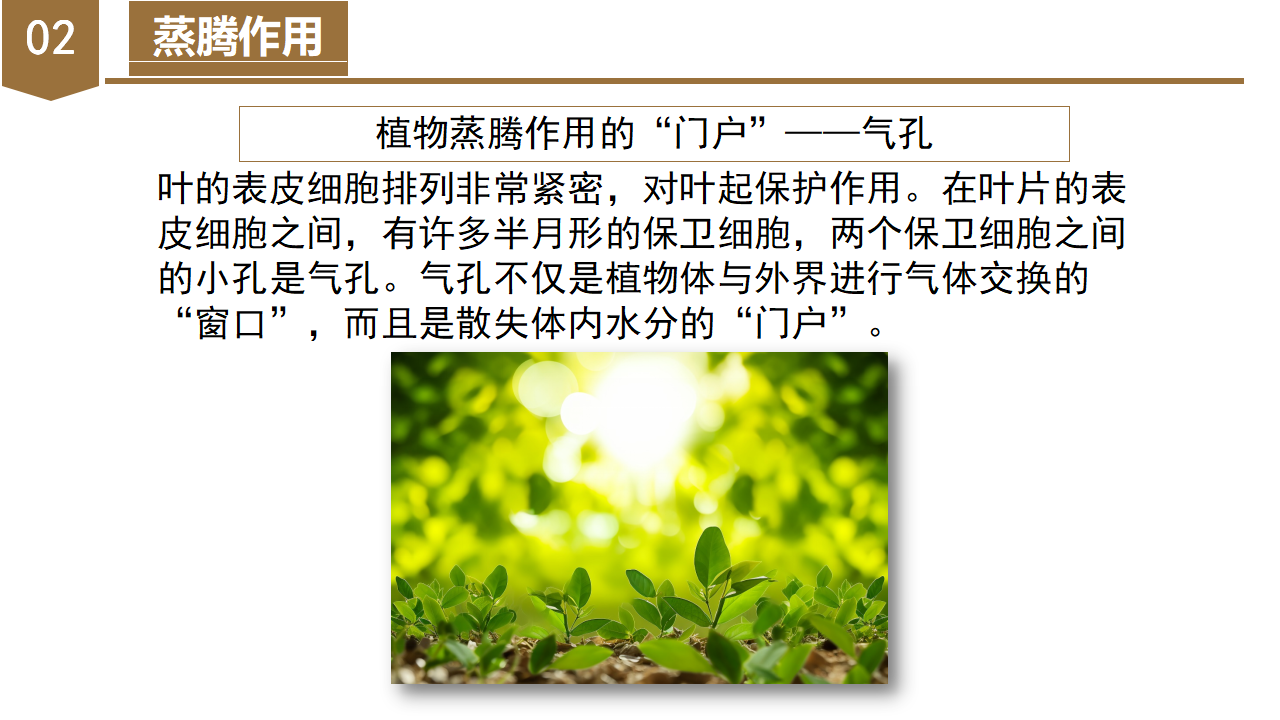 4.5 植物的叶与蒸腾作用（教学课件）-（浙教版）0159_20.png