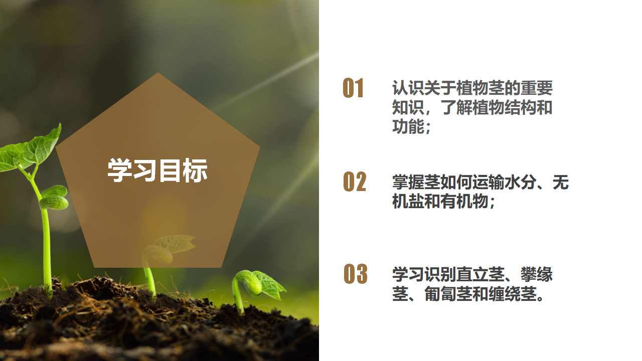 4.4 植物的茎与物质运输（教学课件）-（浙教版）0148_03.png