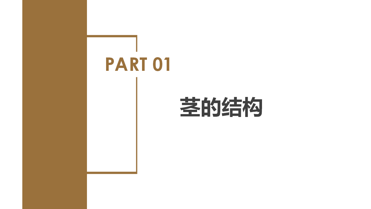 4.4 植物的茎与物质运输（教学课件）-（浙教版）0148_05.png