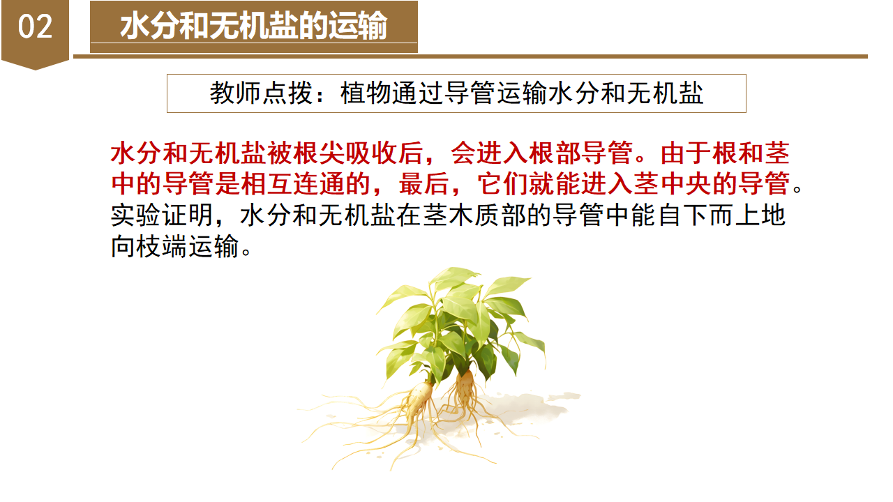 4.4 植物的茎与物质运输（教学课件）-（浙教版）0148_15.png