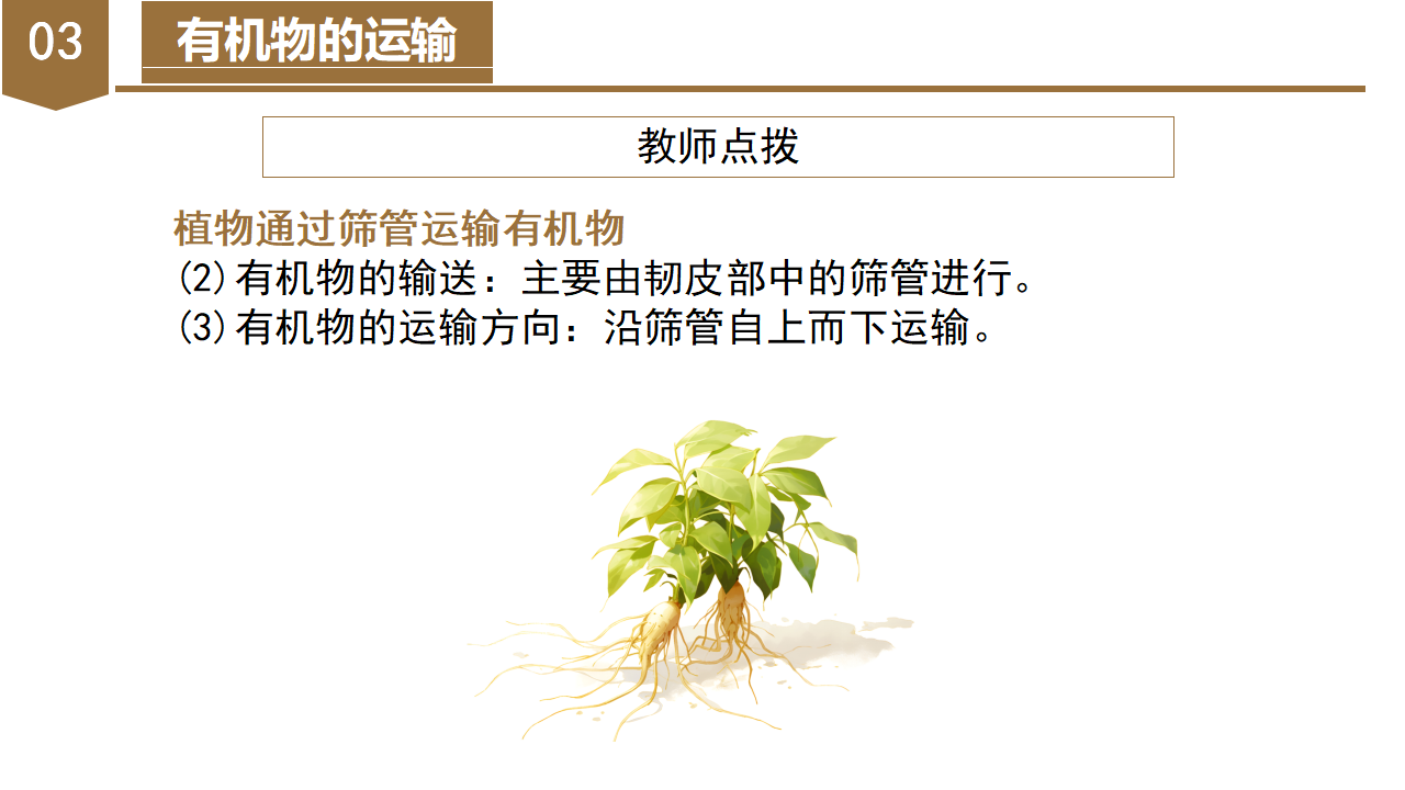 4.4 植物的茎与物质运输（教学课件）-（浙教版）0148_20.png
