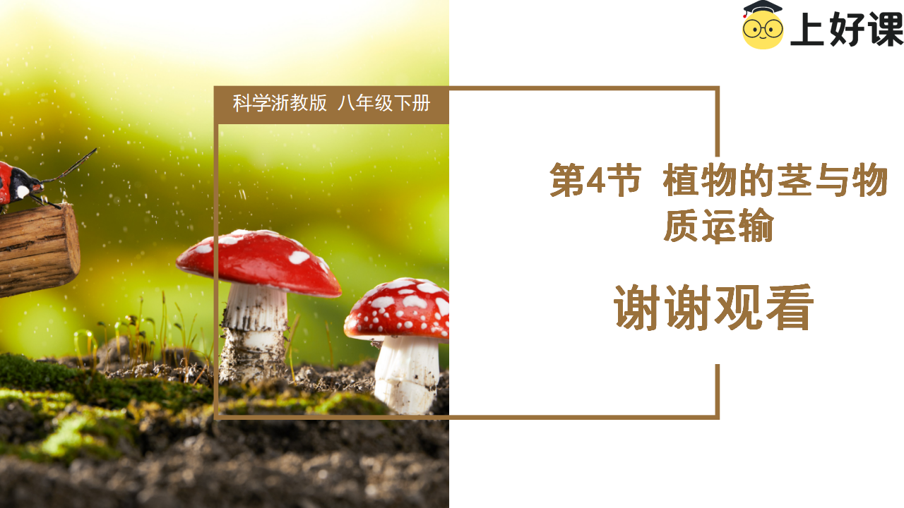 4.4 植物的茎与物质运输（教学课件）-（浙教版）0148_29.png