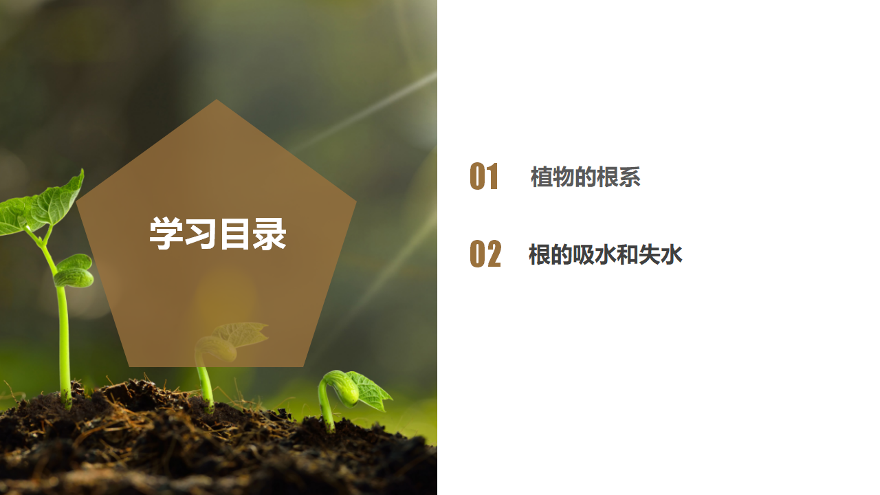 4.3 植物的根与物质吸收（第1课时）（教学课件）-（浙教版）0153_02.png