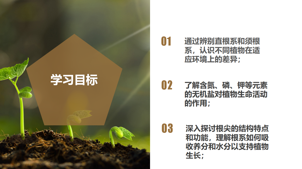 4.3 植物的根与物质吸收（第1课时）（教学课件）-（浙教版）0153_03.png