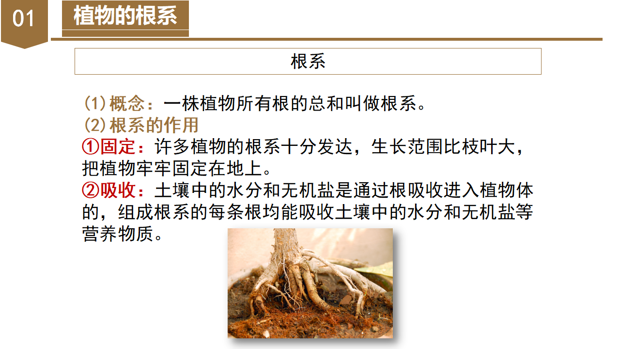 4.3 植物的根与物质吸收（第1课时）（教学课件）-（浙教版）0153_06.png