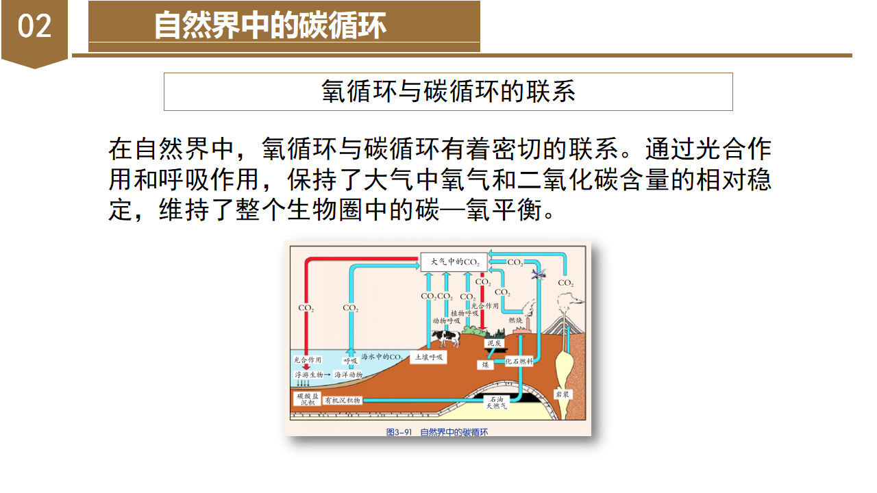3.7 自然界中的氧循环和碳循环（教学课件）-（浙教版）0165_13.png