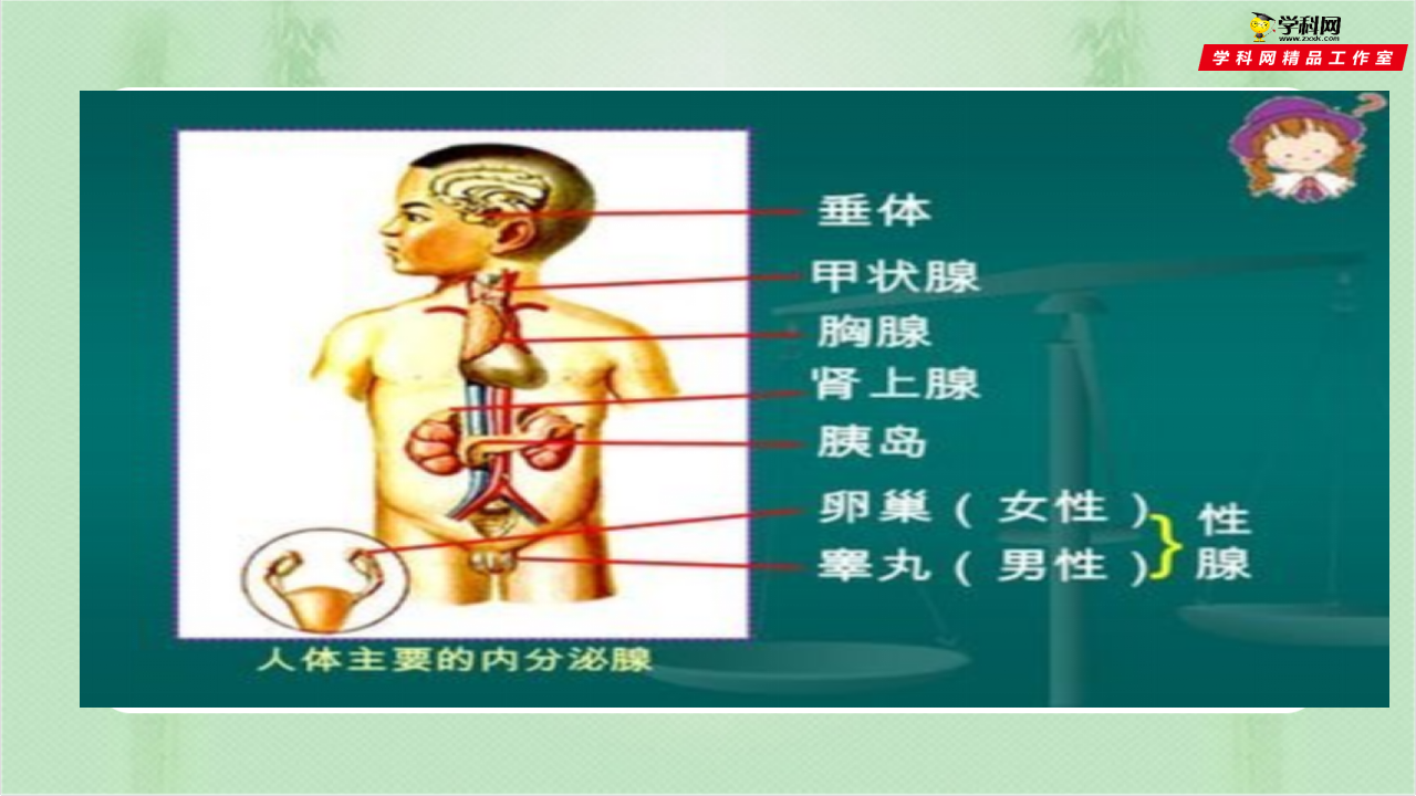 第2节  人体的激素调节（备课件）0091_05.png