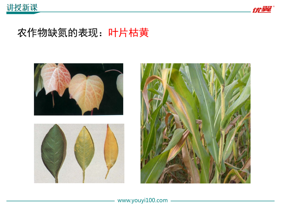 课题2  化学肥料_07.png