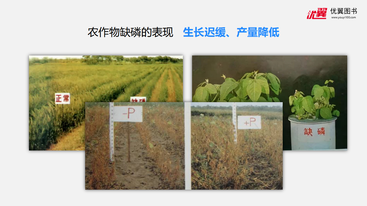 课题2  化学肥料_09.png