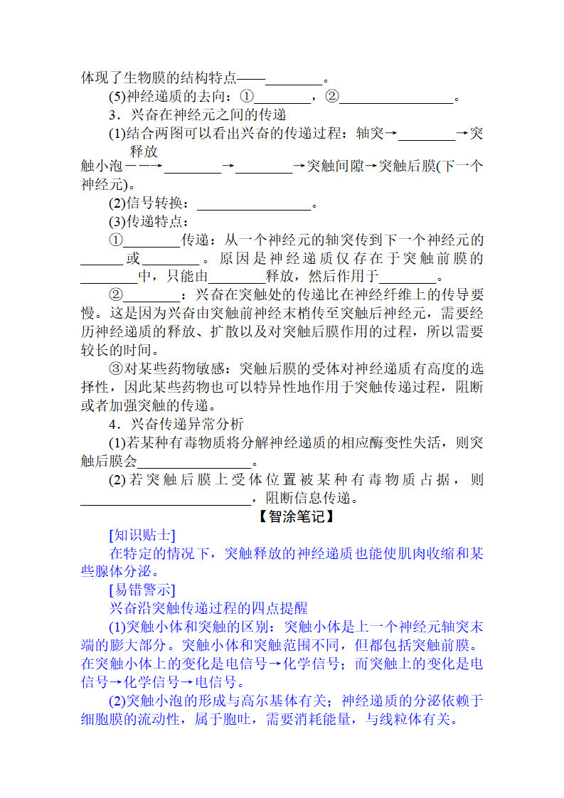 新教材2020-2021学年生物选择性必修1讲义：2.3 神经冲动的产生和传导_11.png