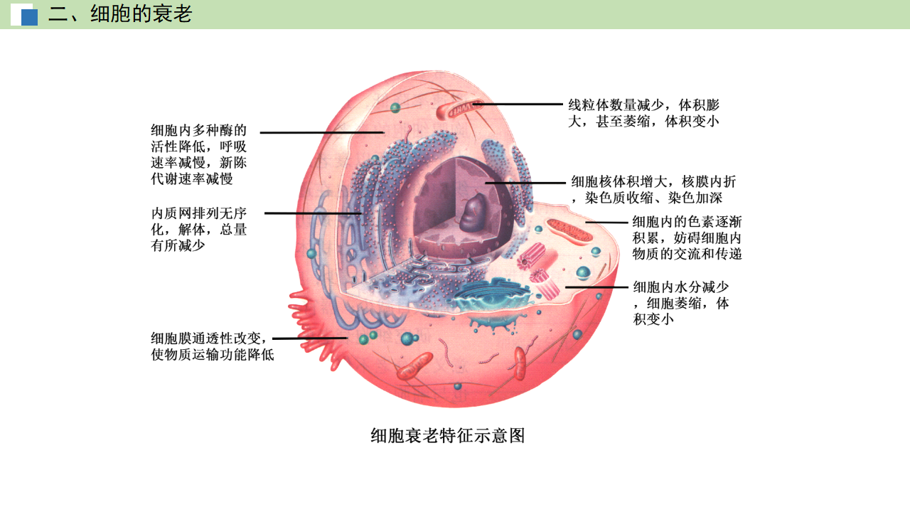6.3 细胞的衰老和死亡（课件）-【高效课堂】2022-2023学年高一生物精讲课件 导学案（人教版2019必修1）_35531028_11.png