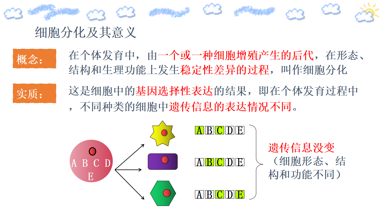 6.2 细胞的分化 课件 【新教材】人教版（2019）高中生物必修一（含思维导图）_08.png
